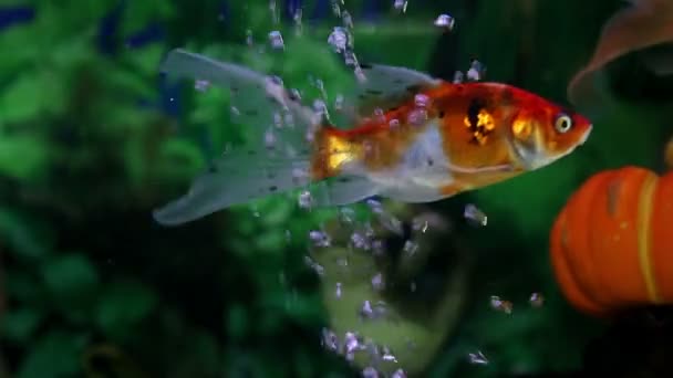 Fishes in aquarium swimming around — Stock Video