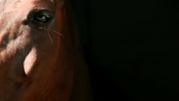 Avvicinamento della testa di cavallo attraverso la finestra — Video Stock