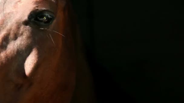 Gros plan de la tête de cheval par la fenêtre 