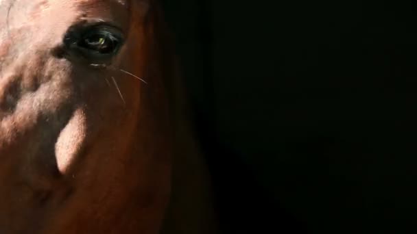 Close up of horse head through window — Stock Video