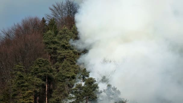 Klęski żywiołowej, dym w lesie — Wideo stockowe