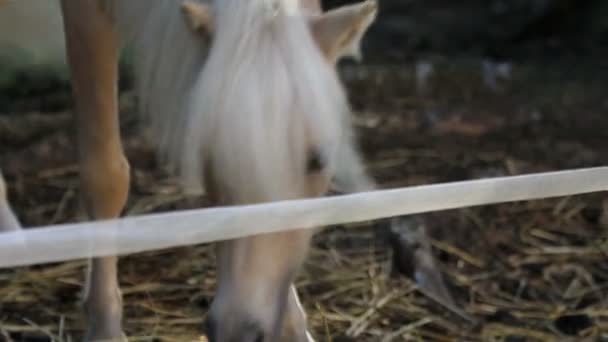 Pequeno cavalo em uma tenda comendo grama seca — Vídeo de Stock