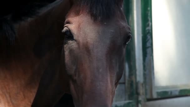 Caballos en establo que miran por las ventanas — Vídeos de Stock