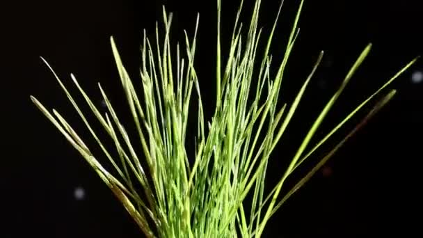 Pulverización de planta verde con pequeñas gotas de agua — Vídeos de Stock