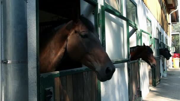 Caballos en gran puesto mirando hacia afuera — Vídeos de Stock