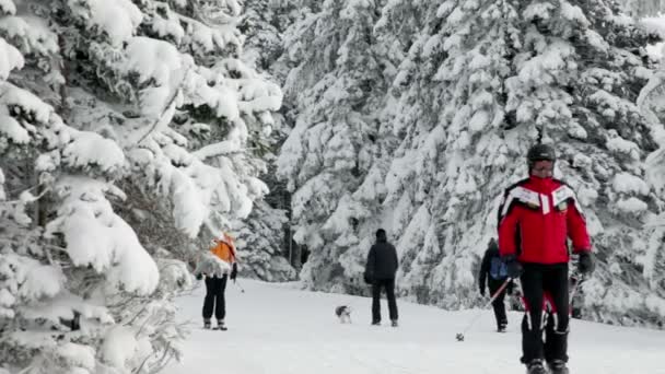 Люди катаються на лижах і ходять по снігу — стокове відео