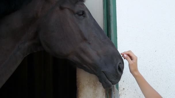 Närbild på kvinna hand röra hästar huvud — Stockvideo