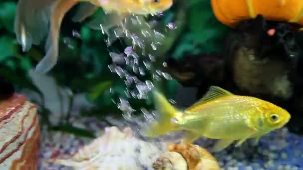 Peces en el acuario nadando alrededor — Vídeo de stock