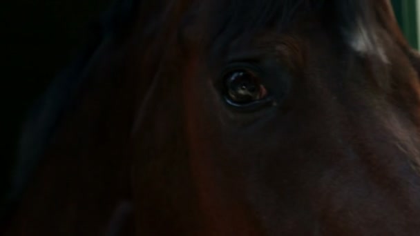 Gros plan de la tête de cheval par la fenêtre — Video