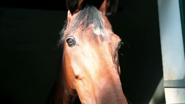 Gros plan de la tête de cheval par la fenêtre 