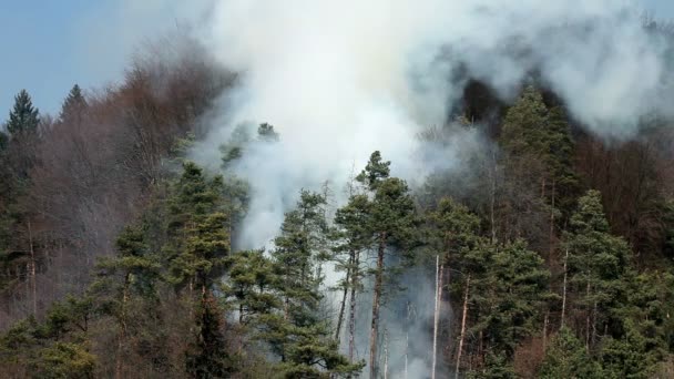 Desastre natural, humo en el bosque — Vídeo de stock