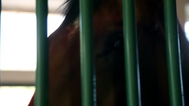 Лошадь за железными решетками в стойле — стоковое видео