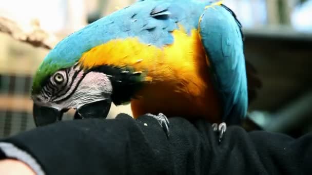 Beautiful young woman touching colorful parrot — Stock Video