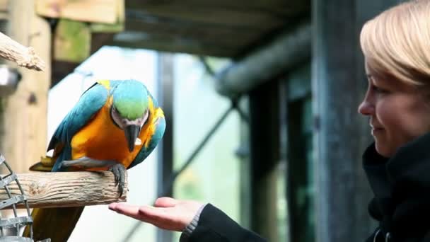 Beautiful young woman touching colorful parrot — Stock Video