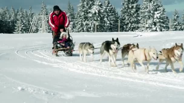 Familjen njuter av under körning med husky släde — Stockvideo