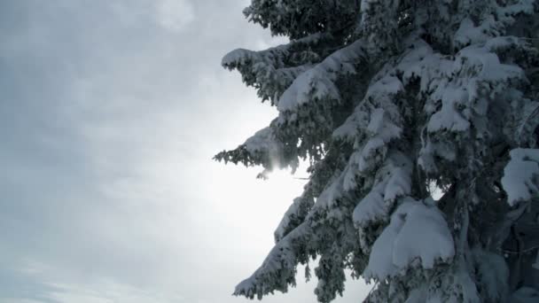 Snowy spruce — Stock Video