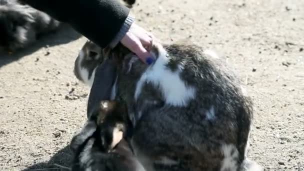 Поглаживание кроликов — стоковое видео