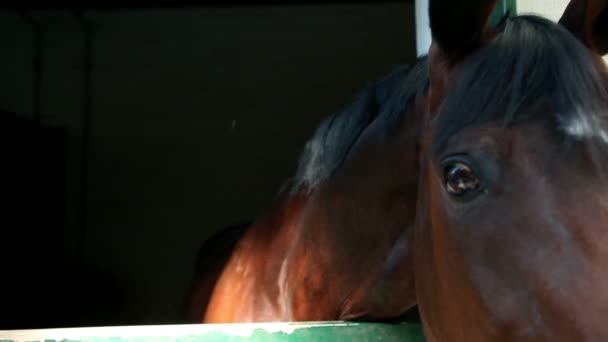 Gros plan de la tête de cheval par la fenêtre 