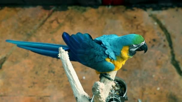 Красивый, красочный попугай делает смешные движения к камере — стоковое видео