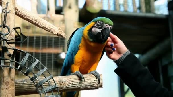 Bella giovane donna toccando pappagallo colorato — Video Stock