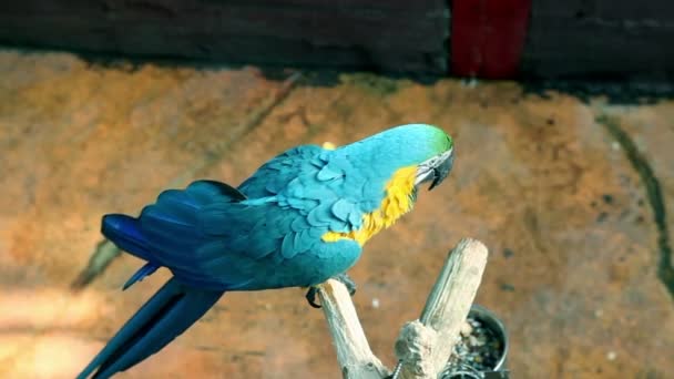 Красивый, красочный попугай делает смешные движения к камере — стоковое видео