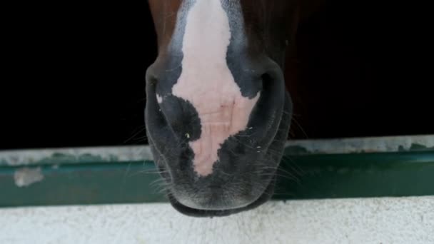 Κοντινό πλάνο κεφάλι αλόγου μέσα από το παράθυρο — Αρχείο Βίντεο