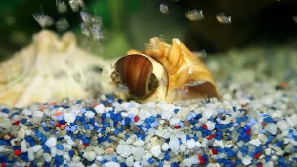 Bellen van lucht die onder stenen in aquarium — Stockvideo