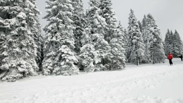 Gente esquiando y caminando sobre la nieve — Vídeos de Stock