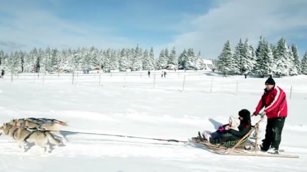 Sleden met huskies in de idyllische winter — Stockvideo