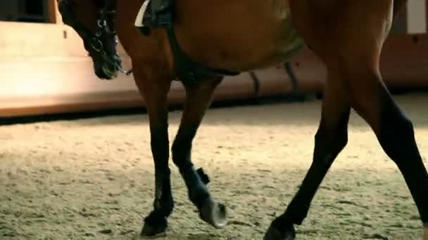 Big hall for training young girl riding horse for equestrianism — Stock Video