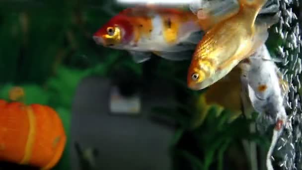 Ryby v akváriu, plavání a okolí — Stock video