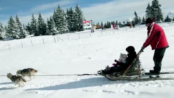 Sledge con huskies en el idílico invierno — Vídeo de stock