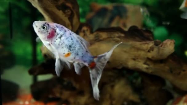 Fish enjoying in the specially decorated aquarium — Stock Video