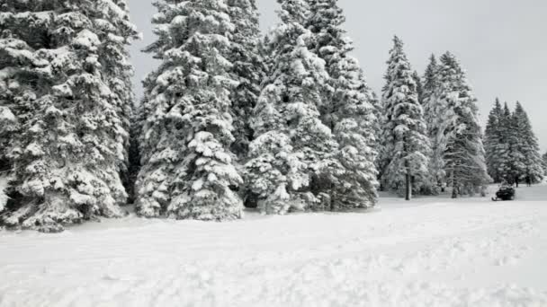 Gente disfrutando esquiando en el idílico invierno — Vídeo de stock