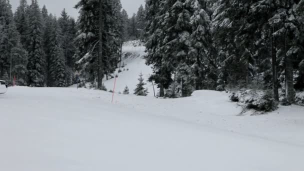 Idylliska ski slope, Gran träd mulen dag — Stockvideo