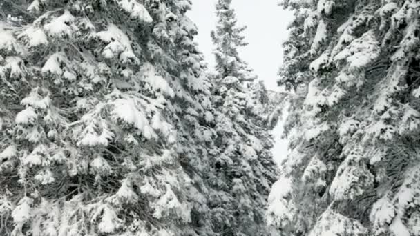 田园冬季时间的雪域云杉树木 — 图库视频影像