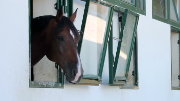 Primer plano de la cabeza de caballo a través de la ventana — Vídeo de stock