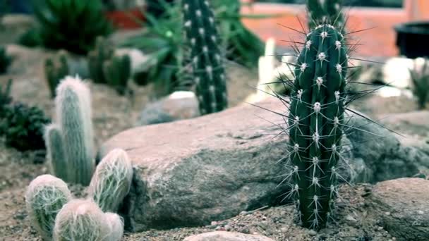 Closer view at special cactuses with long spines — Stock Video