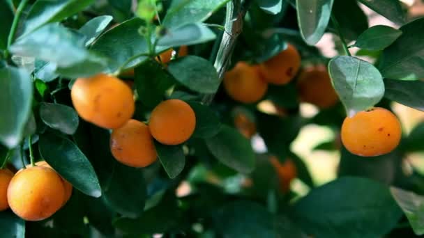 Mandarinas en árbol pequeño — Vídeo de stock