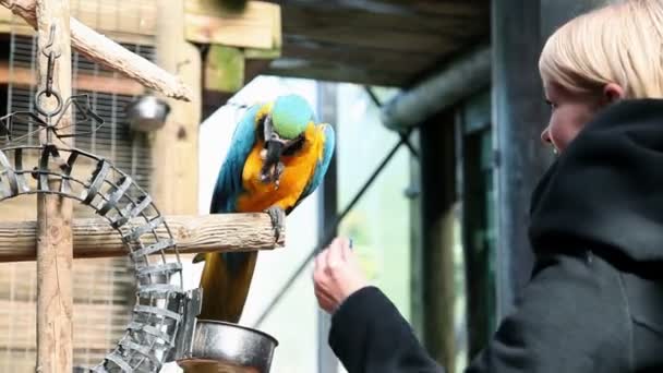 Beautiful young woman touching colorful parrot — Stock Video