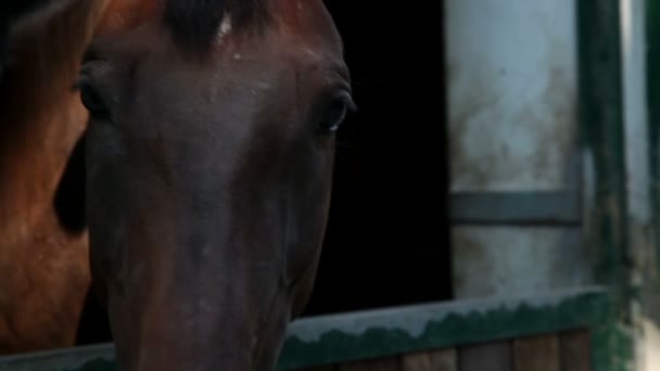 Gros plan de la tête de cheval par la fenêtre — Video