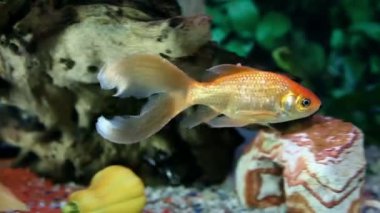 çevresinde Yüzme akvaryumdaki balıklar