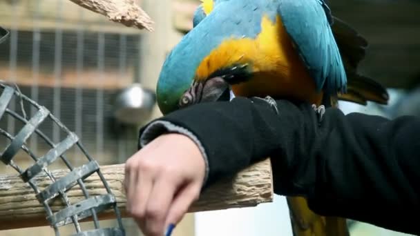 Красивая молодая женщина трогает красочного попугая — стоковое видео
