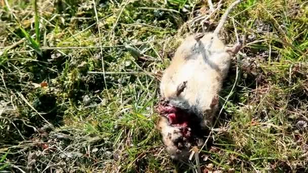 Бедный хомяк был убит природой — стоковое видео