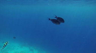 iki büyük mavi Denizi, yüzme balıklar