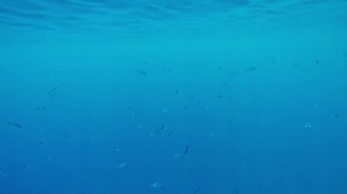 balıklar derin mavi denizde uzakta
