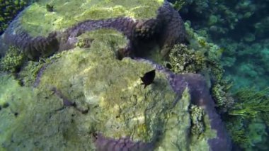 yukarıda Yüzme balık büyük mercan kaya