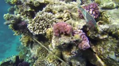 masmavi Denizi yaşam ile büyük mercan
