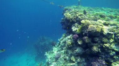 deniz yaşamını büyük mavi su