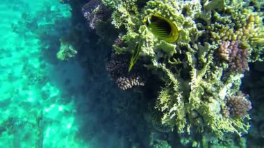 Yakın mesafeden denizde kocaman mercanlar var.